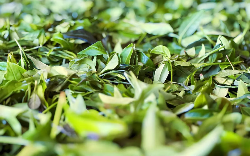 Close-up of green tea leaves