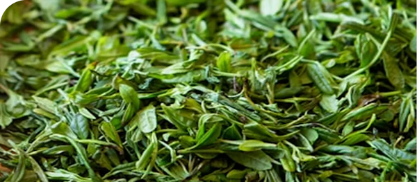 Close-up of green tea leaves